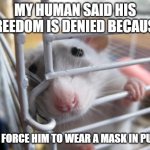 Shame on him | MY HUMAN SAID HIS FREEDOM IS DENIED BECAUSE; THEY FORCE HIM TO WEAR A MASK IN PUBLIC | image tagged in rat in a cage,coronavirus,freedom,mask,irony | made w/ Imgflip meme maker