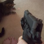 Gun cat