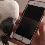 Cockatoo talking on iPhone