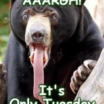 bear | AAARGH! It's Only Tuesday | image tagged in bear | made w/ Imgflip meme maker