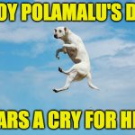He was raised as an airedale  ( : | TROY POLAMALU'S DOG; HEARS A CRY FOR HELP | image tagged in troy polamalu's dog,memes,help,help help | made w/ Imgflip meme maker