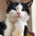 Cat Interesting