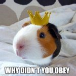 guinea pig | WHY DIDN'T YOU OBEY | image tagged in guinea pig | made w/ Imgflip meme maker