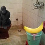Gorilla bathroom