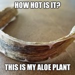 Treat BURNS with this?! | HOW HOT IS IT? THIS IS MY ALOE PLANT | image tagged in aloe,hot,dried up,summer,shrivel,quit | made w/ Imgflip meme maker