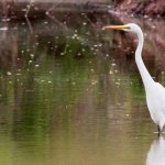 bird in the swamp