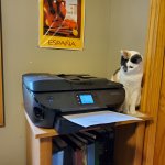 Cat Fascinated By Printer