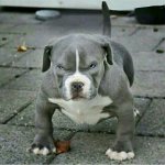 Angry pitbull