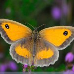 Gatekeeper