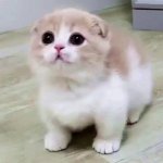 Begging munchkin kitten