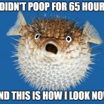 Porcupine Fish | I DIDN'T POOP FOR 65 HOURS; AND THIS IS HOW I LOOK NOW | image tagged in porcupine fish | made w/ Imgflip meme maker