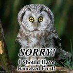 owl | SORRY! I Should Have Knocked First! | image tagged in owl | made w/ Imgflip meme maker