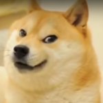 Doge is Quang Tran meme