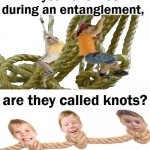 Are Kids During Entanglements Called Knots