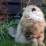 Cat Singing