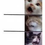 Screaming Cats meme