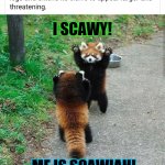 Aww! Who's a wittle tough guy! | I SCAWY! ME IS SCAWIAH! | image tagged in red panda trivia,memes,tough guy,fight me | made w/ Imgflip meme maker