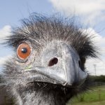 They do WHAT to Emus????