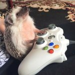 Happy Hedgehog Playing XBOX