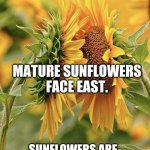 Sunflower love | YOUNG SUNFLOWERS FOLLOW THE SUN. MATURE SUNFLOWERS FACE EAST. SUNFLOWERS ARE PLANTS.  PEOPLE ARE PEOPLE. | image tagged in sunflower love,facts,gardening | made w/ Imgflip meme maker
