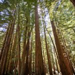 Redwood forest