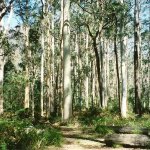 blue gum forest