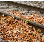 Leaves on the track