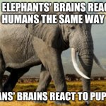Elephant fact addict | ELEPHANTS' BRAINS REACT TO HUMANS THE SAME WAY THAT; HUMANS' BRAINS REACT TO PUPPIES | image tagged in elephant | made w/ Imgflip meme maker