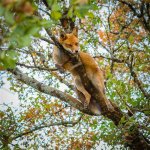 Fox hugging tree