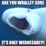 Are you whalley sure?! | ARE YOU WHALLEY SURE; IT'S ONLY WEDNESDAY?! | image tagged in suprised beluga whale | made w/ Imgflip meme maker