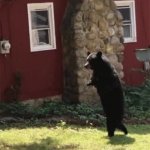 bear GIF Template