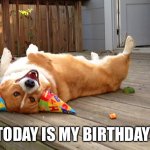 Today (as of July 31st) is my birthday! | TODAY IS MY BIRTHDAY! | image tagged in birthday corgi,birthday | made w/ Imgflip meme maker