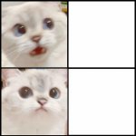 cute white cat template meme