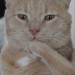 Oliver Talks