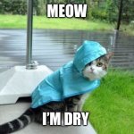 cat in raincoat | MEOW; I’M DRY | image tagged in cat in raincoat | made w/ Imgflip meme maker