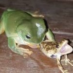 cannibal frog meme