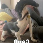 Confused Doggo | Que? | image tagged in confused doggo,distorted doggo,que | made w/ Imgflip meme maker