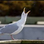 Skwarking seagull call
