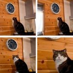 Cat clock its time meme