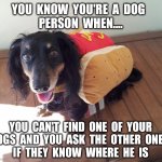 You Know You're A Dog Person When.... | YOU  KNOW  YOU'RE  A  DOG  
PERSON  WHEN.... YOU  CAN'T  FIND  ONE  OF  YOUR  DOGS  AND  YOU  ASK  THE  OTHER  ONES  
IF  THEY  KNOW  WHERE  HE  IS | image tagged in dogs,memes,funny,cute,dachshund,humor | made w/ Imgflip meme maker