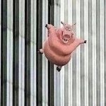 Falling Pig meme