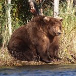 Chonk Bear