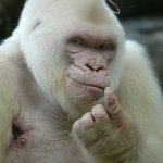 Albino Gorilla | SMELL THAT BOI THAT'S THE 
 SMELL OF? YOUR MUMMA...... | image tagged in albino gorilla | made w/ Imgflip meme maker