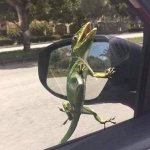Gecko on window