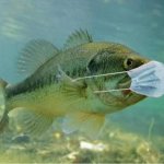 Fish Wearing Mask