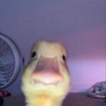 Duckling Bruh meme