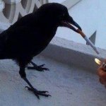 Crow with cigar