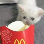 Crying cat taking last fry