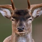 Annoyed Deer