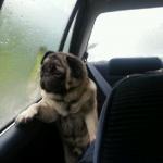 Introspective Pug